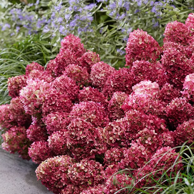 картинка Гортензия метельчатая Living Little Rosy 