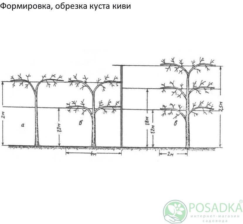 картинка Киви Хейворд (самоплодный, крупноплодный, морозостойкий) 