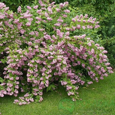 картинка Дейция гибридная Mont Rose 3л картинка Дейция гибридная Mont Rose 3л