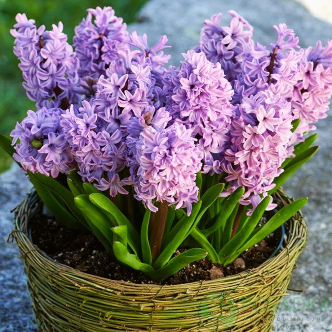 картинка Гиацинт Splendid Cornelia 