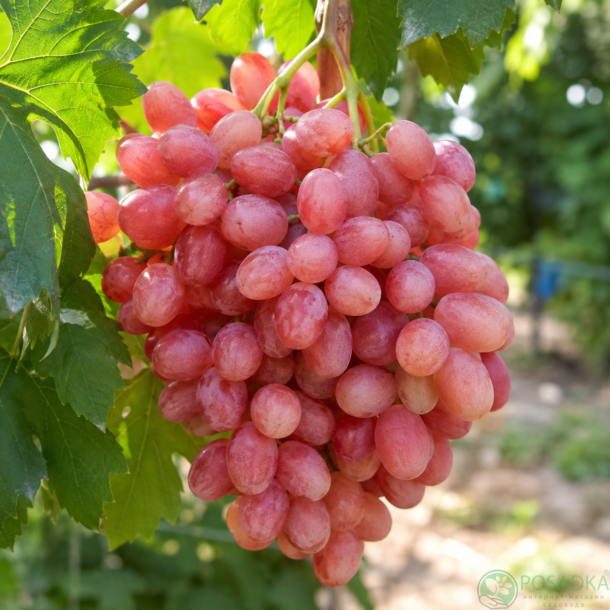 картинка Виноград кишмиш Велес 