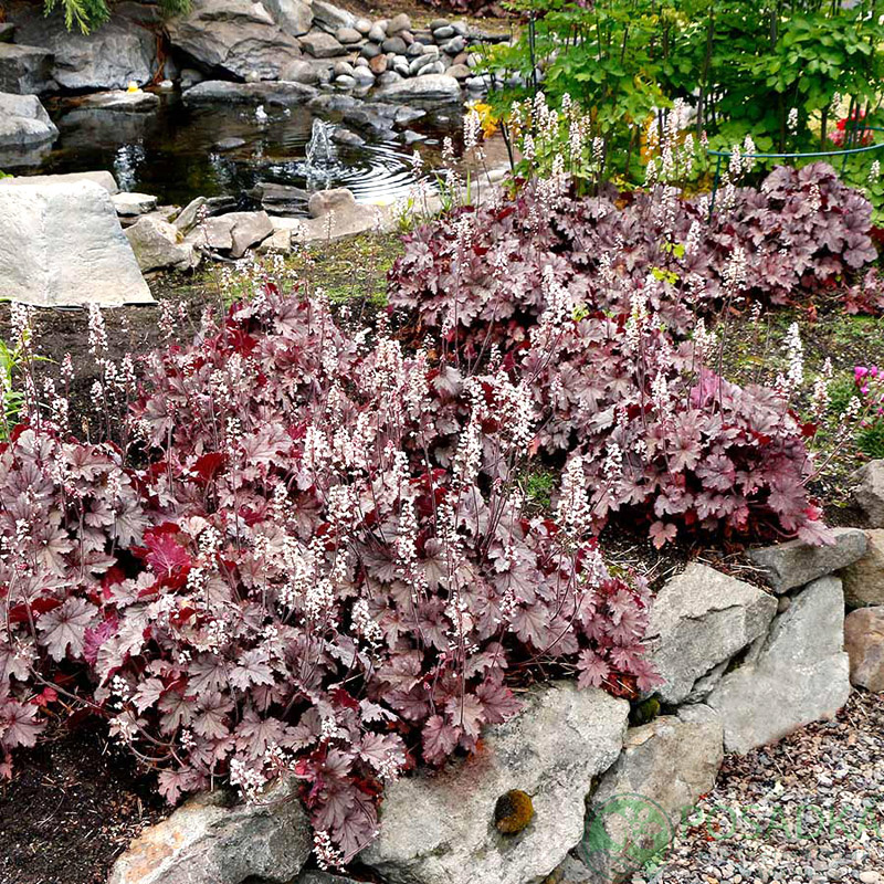 картинка Гейхера гибридная "Plum Cascade" 