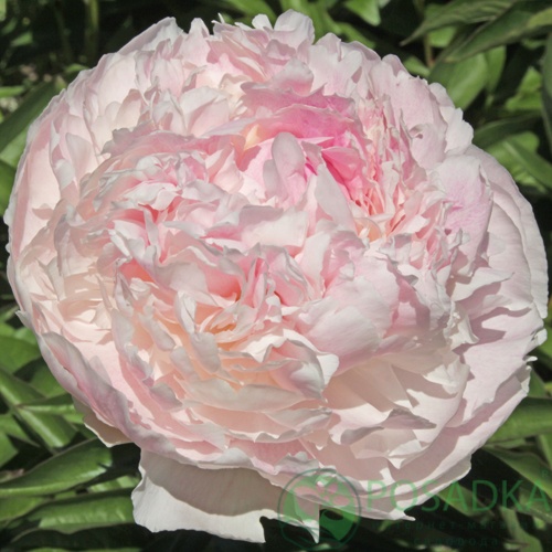 картинка Пион Chiffon Parfait 