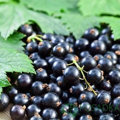 картинка Смородина черная Подарок Калининой 