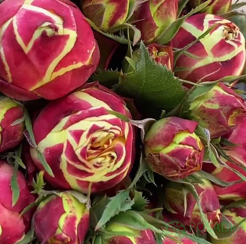 картинка Роза чайно-гибридная Вулканика 