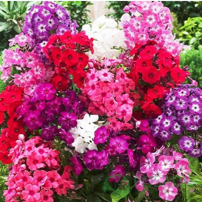 картинка Флокс MIX 