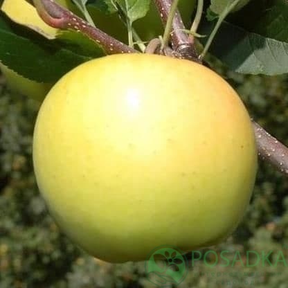 картинка Яблоня Спайс Голд 