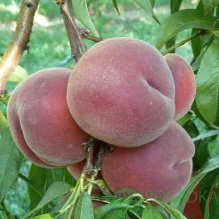 картинка Персик Роял Джим 