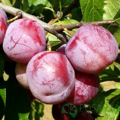 картинка Слива Ренклод альтана 