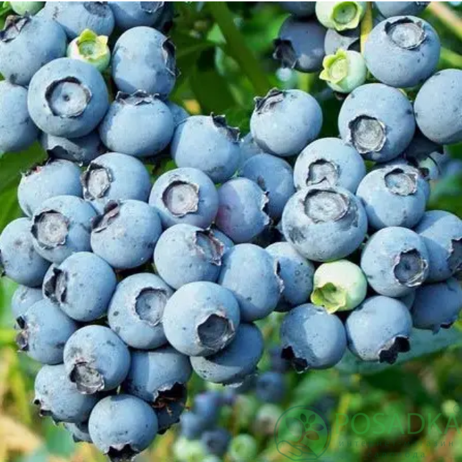 картинка Голубика 3 летняя Дюк (контейнер С2) 