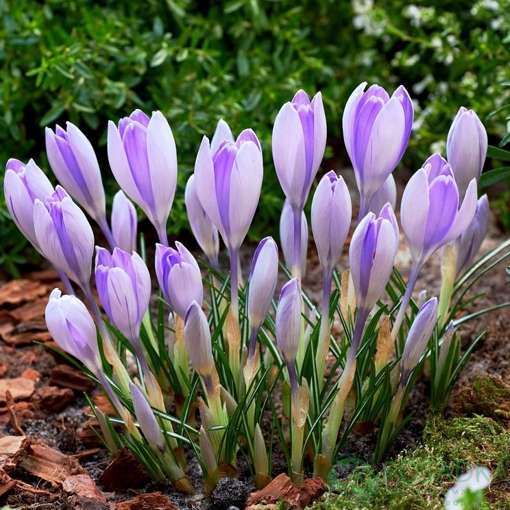картинка Крокус King Of The Striped (5 шт) р9 