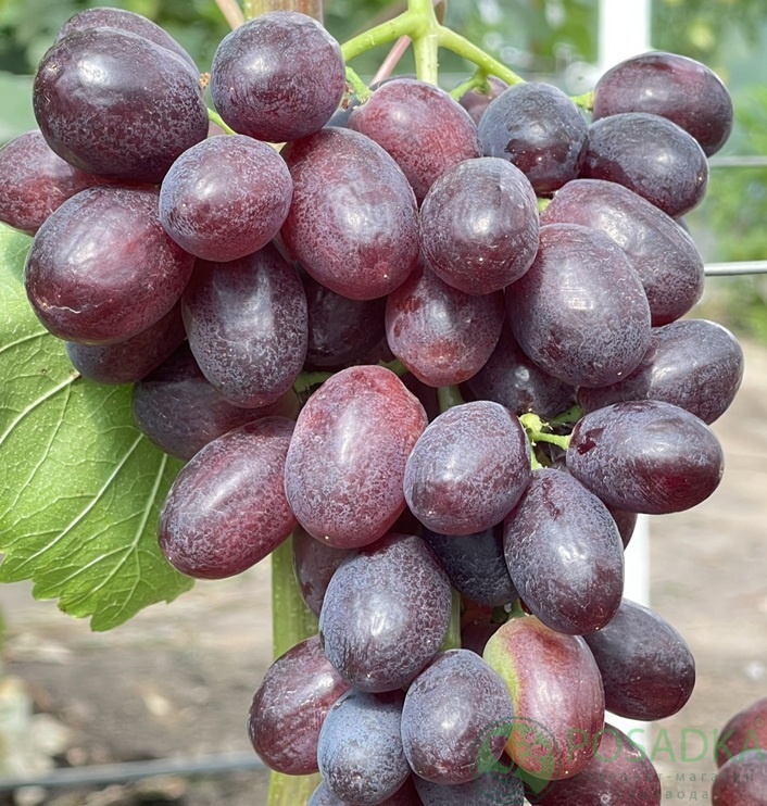 картинка Виноград Подарок Оксане 