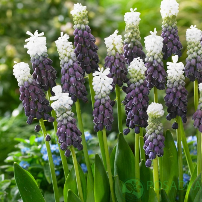 картинка Мускари Grape Ice  картинка Мускари Grape Ice