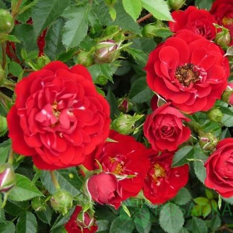 картинка Роза почвопокровная Red Carpet 