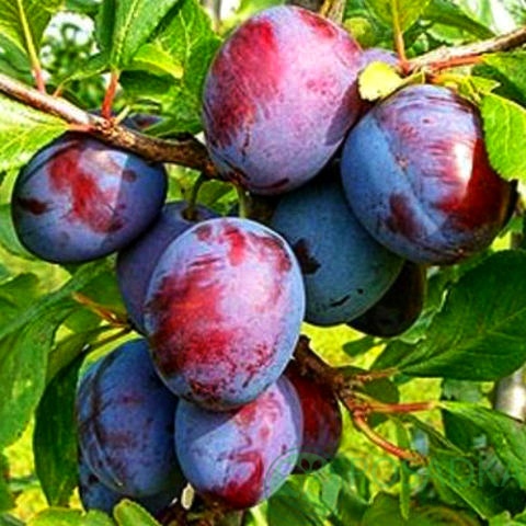 картинка Слива Кабардинская ранняя 