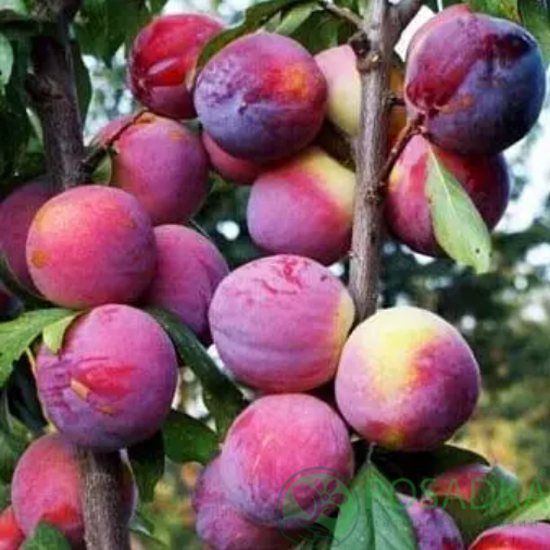 картинка Слива колоновидная Северное сияние 