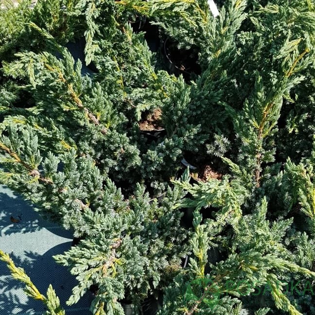 картинка Можжевельник чешуйчатый Ханнеторп 