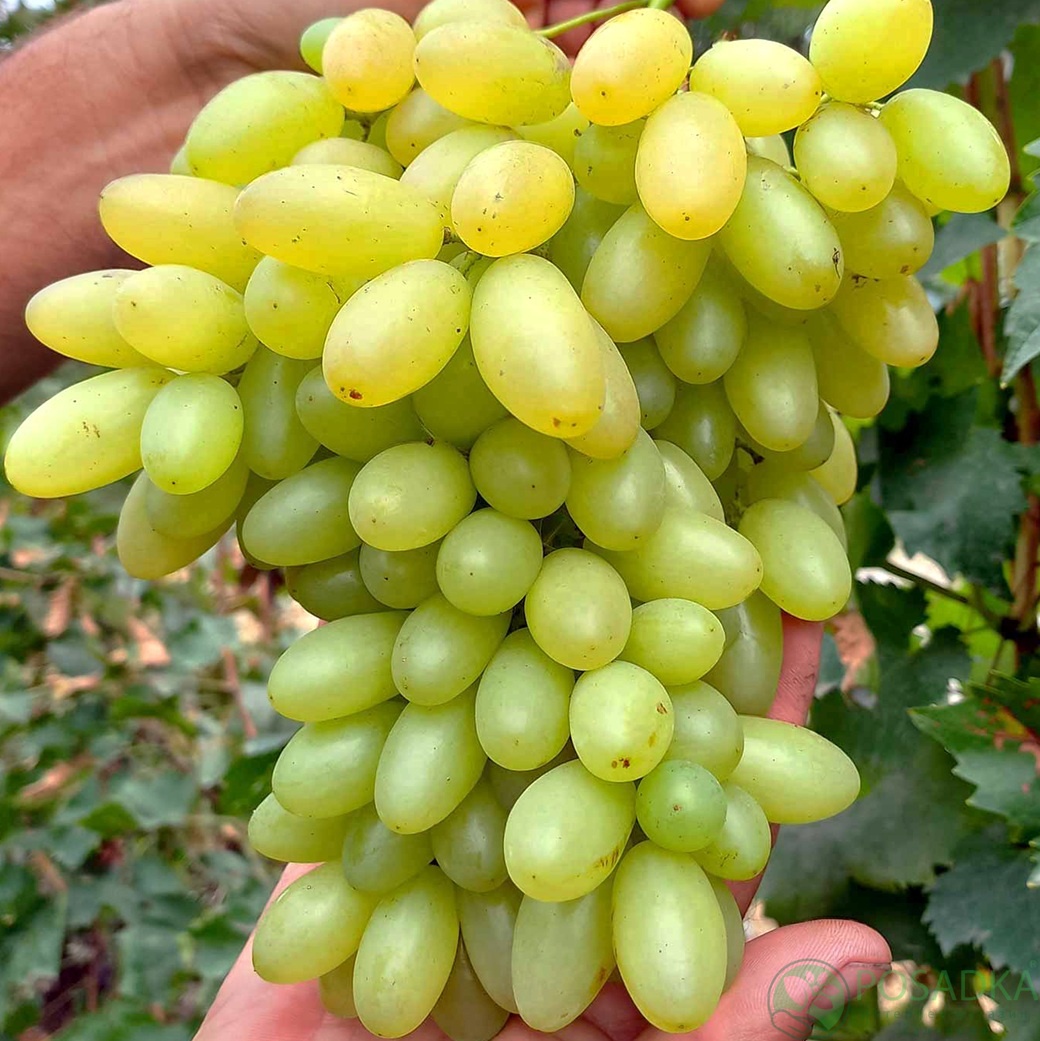 картинка Виноград Капитошка 