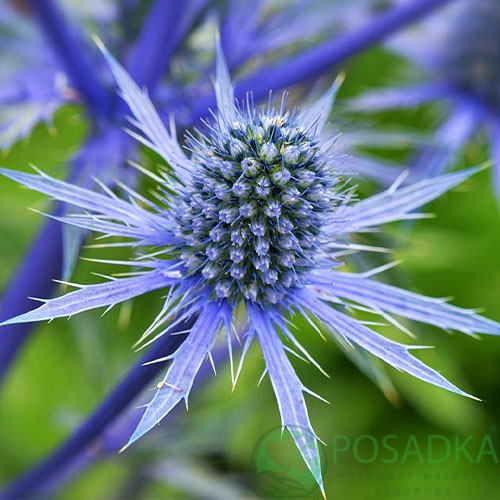 картинка Синеголовник плоский (Eryngium planum) 