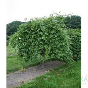 картинка Ясень плакучий 