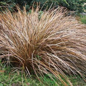 картинка Осока Бронз Форм 