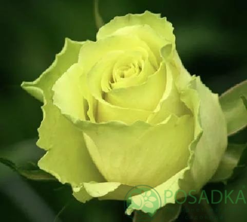 картинка Роза чайно-гибридная Грин ти 