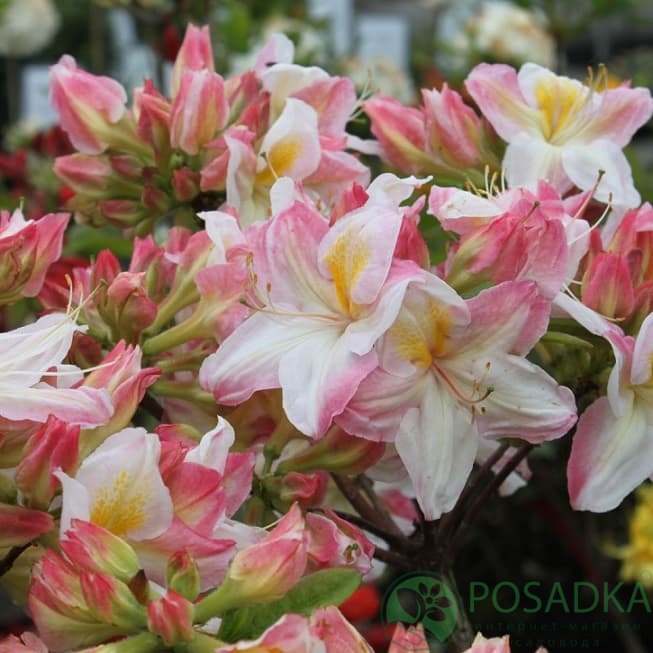 картинка Азалия крупноцветковая Satomi 