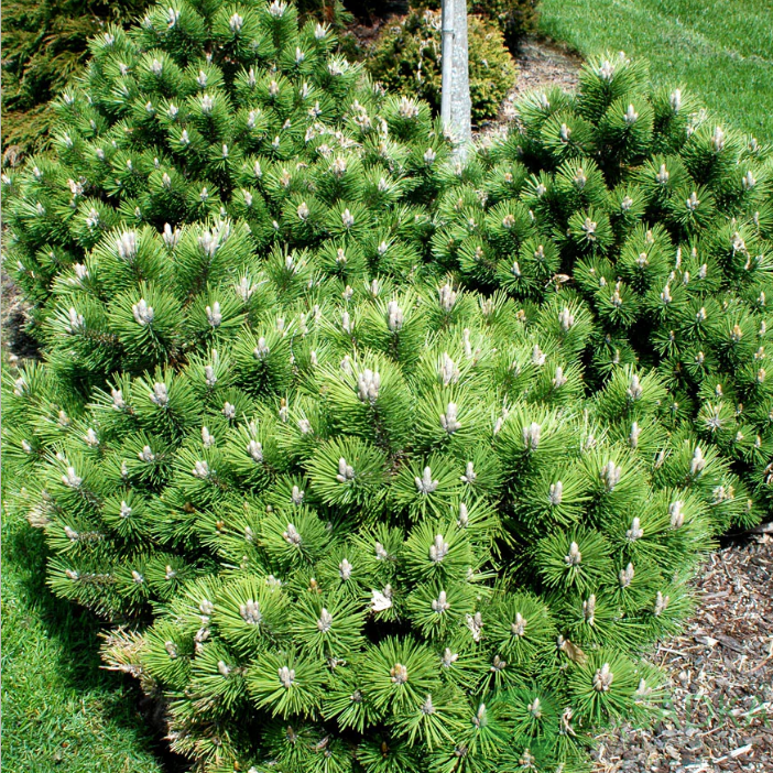 картинка Сосна чёрная Walter 