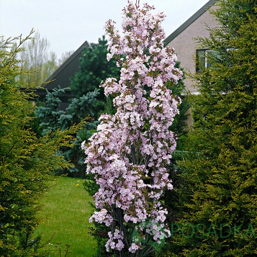 картинка Сакура Аманогава  картинка Сакура Аманогава