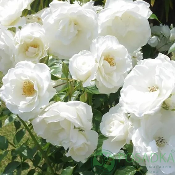 картинка Роза флорибунда Айсберг С2 