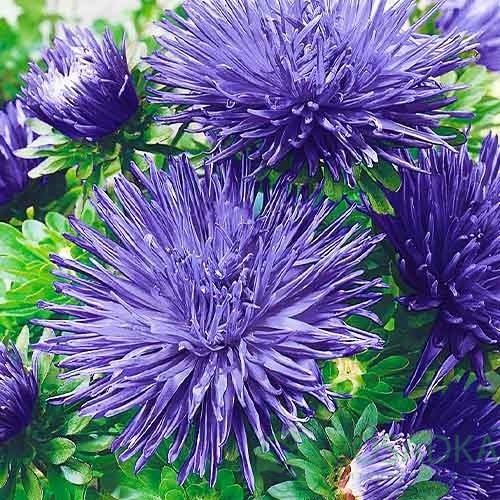 картинка Семена Астра высокорослая Крален Персер 0.25 г, SeedEra 