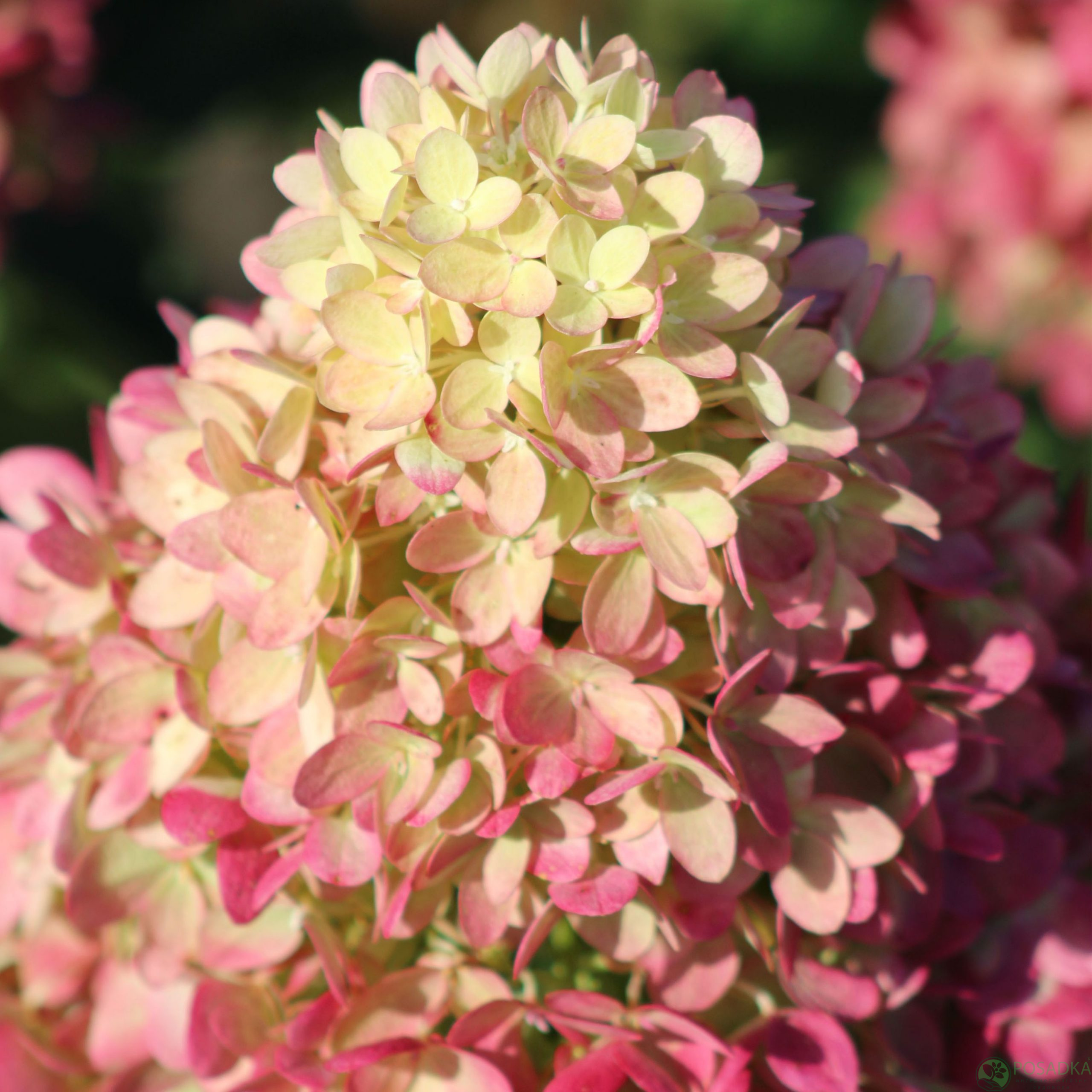 картинка Гортензия метельчатая Pink Light 