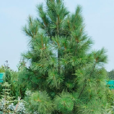 картинка Сосна веймутова Фастигиата 5л 