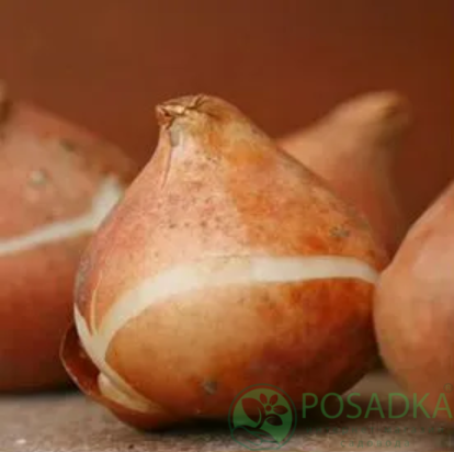 картинка Тюльпан Brisbane  картинка Тюльпан Brisbane