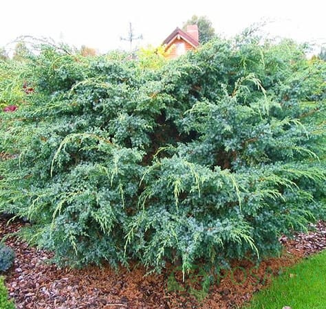 картинка Можжевельник чешуйчатый Мейери С2 