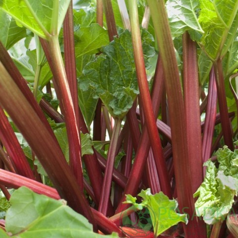 картинка Ревень семена (0.5гр) 