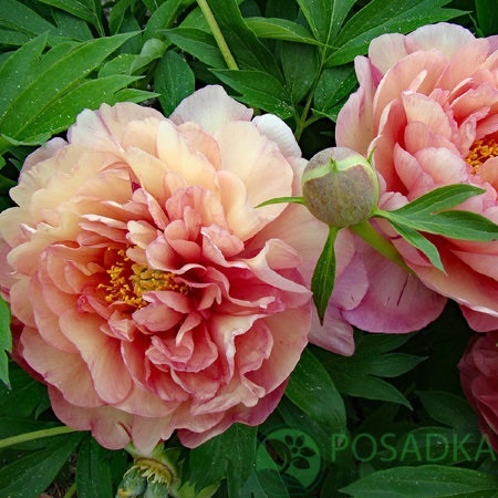 картинка Пион ITOH Magical Mystery Tour 