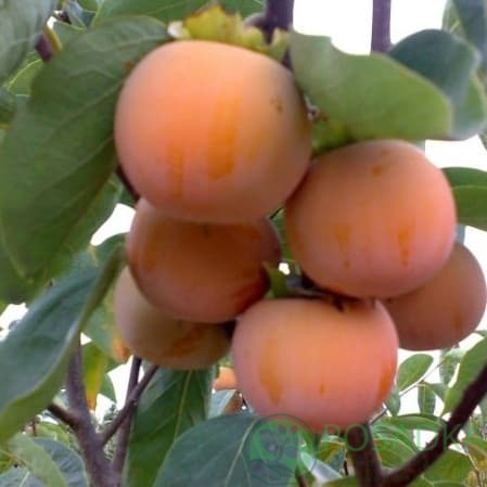 картинка Хурма Гора Говерла (2 летняя) привитая, крупноплодная 