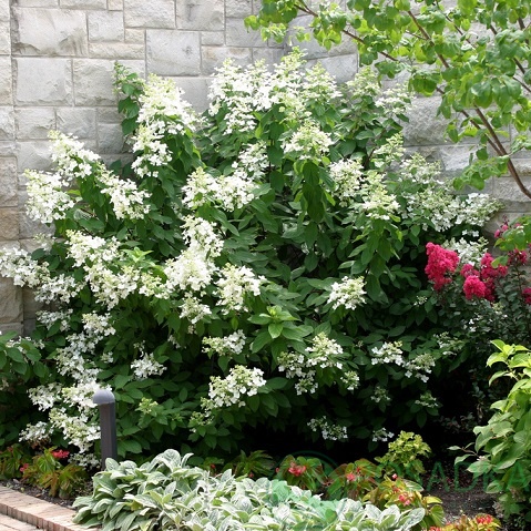 картинка Гортензия метельчатая Levana (Левана) 