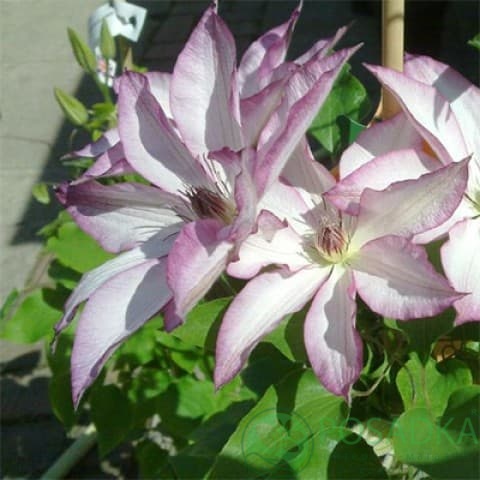 картинка Клематис Omoshiro 