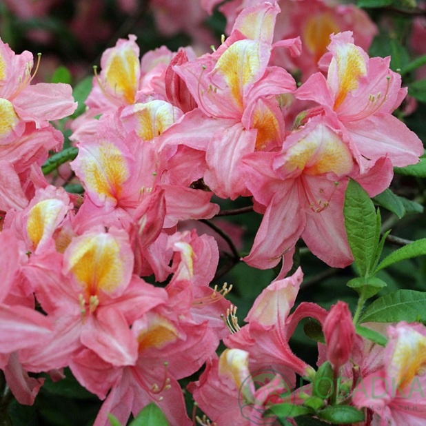 картинка Азалия Pink Delight 