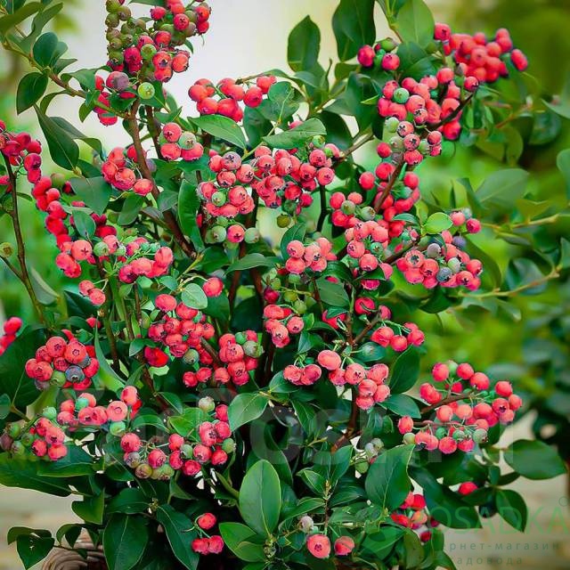 картинка Голубика Pink Blueberry картинка Голубика Pink Blueberry