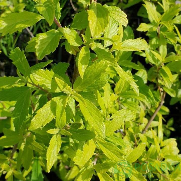 картинка Кариоптерис Worcester Gold картинка Кариоптерис Worcester Gold