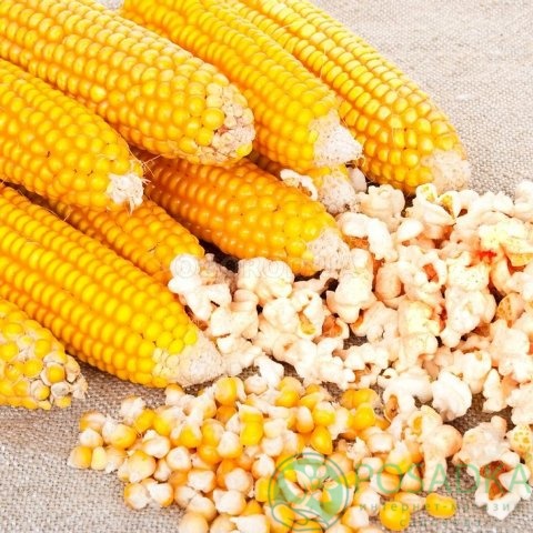 картинка Семена кукуруза Пинг Понг, 20 гр, SeedEra 