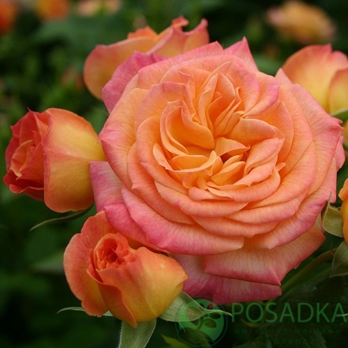 картинка Розы флорибунда Гартенспасс 