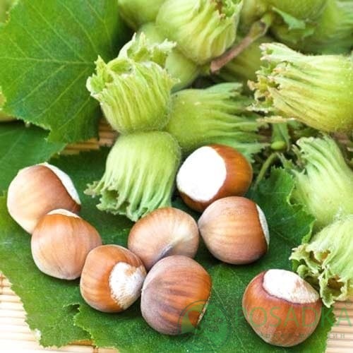 картинка Фундук Шедевр 