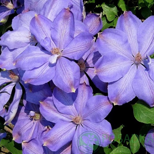 картинка Клематис Mrs Cholmondeley 