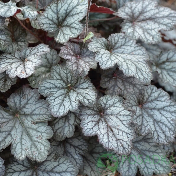 картинка Гейхера Колор Дрим 