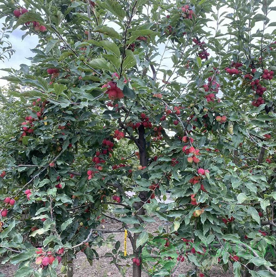 картинка Крупномер райской яблони Красная 
