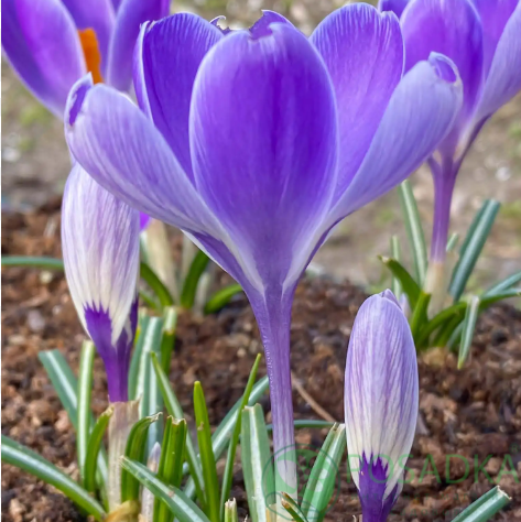 картинка Крокус Striped Bird  картинка Крокус Striped Bird